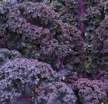 Easy To Grow Seed - 250 Seeds Scarlet Kale, NON-GMO, Dark Purple - £3.17 GBP