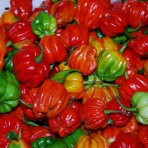 Aji Dulce #2 Sweet Pepper Seeds Vegetable Seeds Seed Sweet Haberno Gardening USA - £9.66 GBP