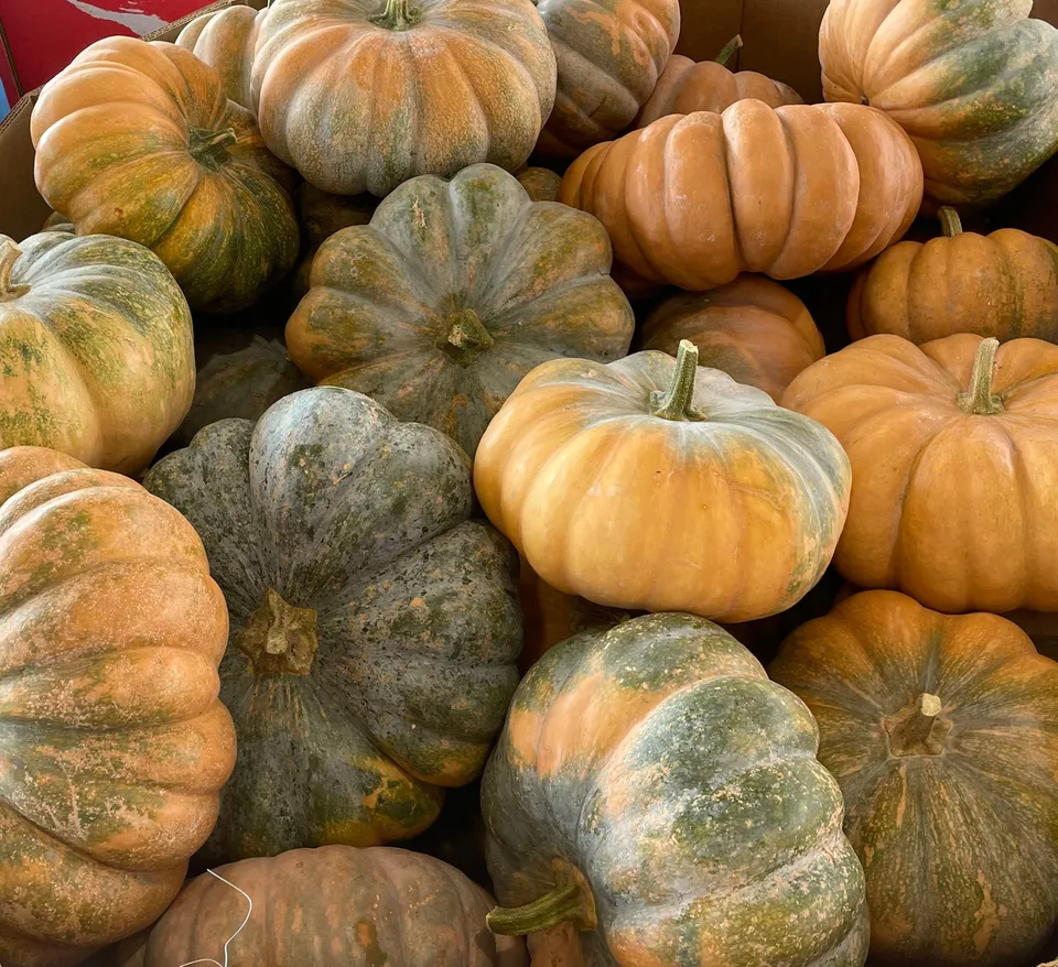 Fairy Tale Pumpkin  7 Seeds, Musque de Provence, NON-GMO, Heirloom - $8.00