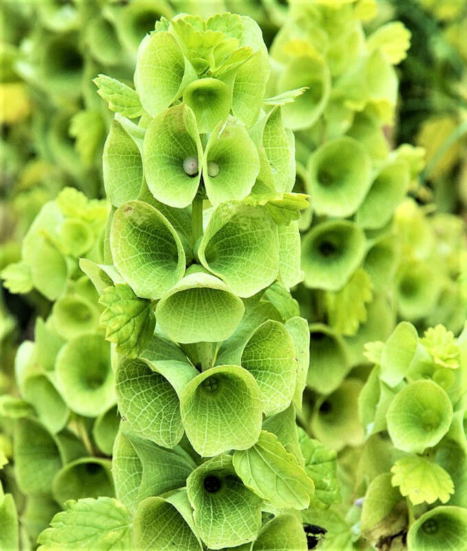 Bells Of Ireland Seeds Mix 100 Seeds Non-Gmo Fast Shipping - $7.99