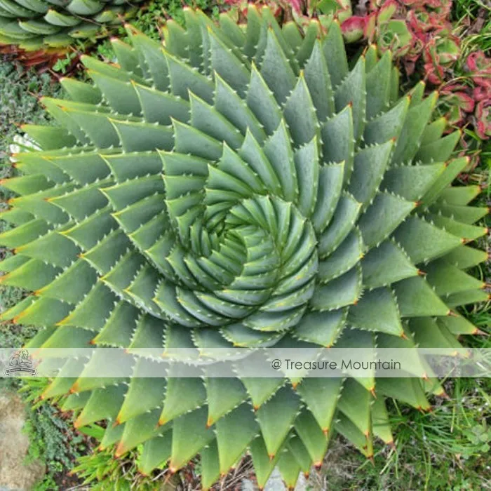 1 Seeds Aloe Polyphylla Seeds, Professional Pack, Spiral Aloe Succulent - £9.44 GBP