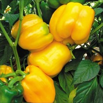 KKG Canary Yellow Sweet Bell Pepper Variety Size Fresh Garden - $7.89