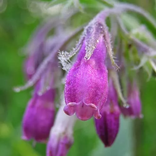 200 Pcs Symphytum Officinale Comfrey Seeds - $26.95