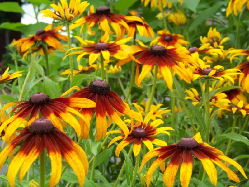 Daisy Gloriosa Perennial Flower 470 Seeds - $5.48