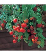 Tumbling Tom Red Cherry Tomato Plant 2.5 inch  Pot Great In Baskets Or P... - $29.96