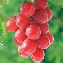 15 Seeds Ruby Roman Grapes Seeds Fresh - £9.23 GBP