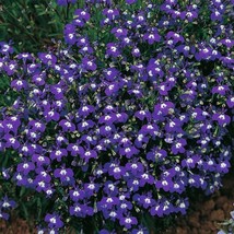 Mrs Clibran Lobelia Erinus Lavender Purple &amp; White Flower  200 Seeds US Seller - £7.38 GBP