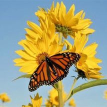 100 Seeds MAXIMILIAN Prairie SUNFLOWER American Native Wildflower Deer R... - £12.93 GBP