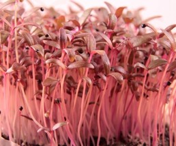 Fresh Garden Red Garnet Amaranth MICROGREEN Seeds | Non-GMO | Heirloom - £7.19 GBP