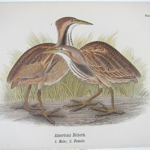 Bird Lithograph Print After John James Audubon American Bittern Antique 1890 - £16.02 GBP