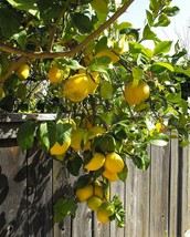 Live Plant Meyer Lemon Tree Citrus Meyeri Fruiting Grafted Fruit Starter Dwarf - £47.15 GBP