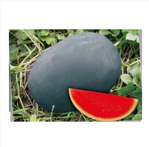 Heirloom Gray Skin Big Long Red Sweet Seedless Watermelon Organic Seeds - $18.34