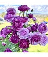 5 Purple Ranunculus Bulbs  - £17.44 GBP