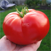 100 Seeds Giant Monster Tomato Genuine Fresh Gardening - £6.48 GBP