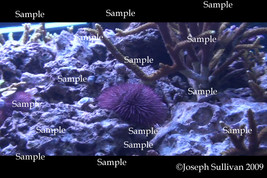 Sea Urchin Freebie Computer Wallpaper Digital Download - £0.00 GBP