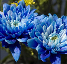 VP 100 Seeds Blue Chrysanthemum-Mums 2 - £5.01 GBP