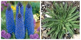 2.5&quot; x 4&quot; Pots Tower of Jewels Blue Echium Pride of Madeira Live Starter Plant  - £28.50 GBP