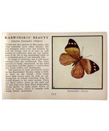 Karwinksi&#39;s Butterfly 1934 Butterflies Of America Antique Insect Art PCB... - $27.34 CAD