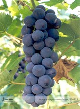 Rare Black Orin Organic Sweet Grape Fruit Seeds, Professional Pack, 15 Seeds / P - £2.79 GBP