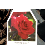OPENING NIGHT Hybrid Tea Large Rich RED Bloom Rose 1 Gal Bush Plants Pla... - £85.91 GBP