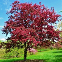 5+ Pink Crabapple tree cuttings: Live! Unrooted Cuttings - £11.77 GBP