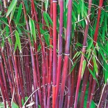 US Seller 25 Red Bamboo Seeds Privacy Plant Garden Shade - £9.13 GBP