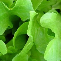 USA Seller Black Seeded Simpson Leaf Lettuce Seeds Organic - $12.28