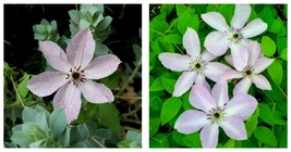Soft Lavender Fairy Dust Clematis - 4-inch Flowers/White Bars - 2.5&quot; Pot - £35.83 GBP