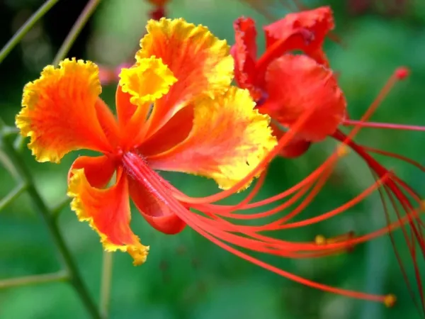 Fresh Red Bird Of Paradise Flower Seeds For Planting - 10 Seeds - Caesal... - £15.63 GBP