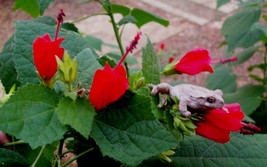 VP 2 Turk&#39;S Cap Plants Rooted Starter Sleeping Hibiscus  Red Flowers Bush Shrub - £28.95 GBP