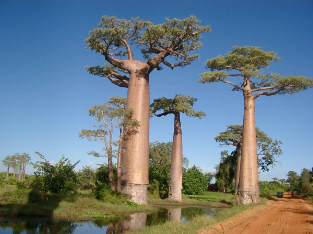 Baobob Tree 8 Seeds - Monkey Bread Tree - Adamsonia - $16.42