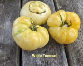 Heirloom Tomato Seeds - White Queen &amp; White Tomesol -Large Fruit -Less Acidic - $2.76+