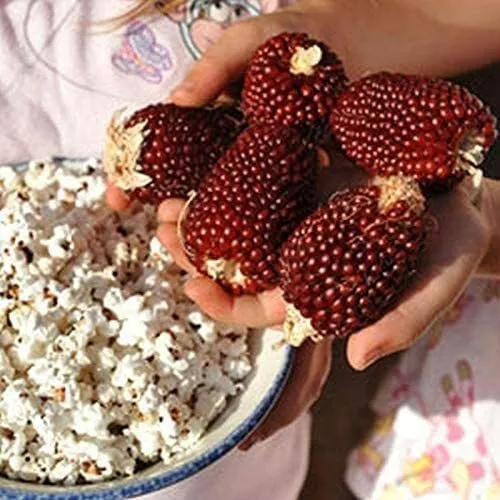 25 Strawberry Popcorn Seeds To Grow Grow Your Own Strawberry Popcorn Usa Seller - £13.04 GBP
