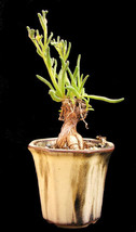 BPASTORE 50 Seeds Store Nananthus Transvaalensis Living Stone Cacti Mese... - £13.08 GBP