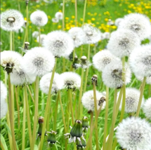 Dandelion Seeds - 300 Seeds EASY TO GROW SEED - £4.71 GBP