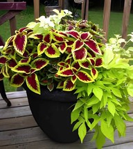 Item image 1 image 1