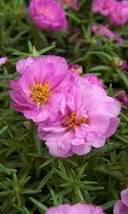 50 Sundial Pink Portulaca Moss Rose Seeds Annual Flower Ground-Cover  - £14.30 GBP