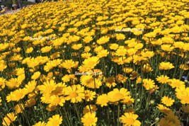 250 Yellow Daisy Chrysanthemum Multicaule Mini Marguerite Flower - £13.58 GBP