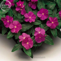 10 Seeds Sunstorm Deep Purple Vinca Seeds, Decorative Garden Flower - £23.40 GBP