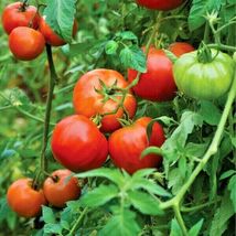 50 Bradley Bush Tomato Seeds Organic Compact 36" Tall Vegetable Garden Container - $11.98