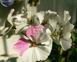 Geranium Purely White &amp; Light Pink Flower *Seeds No Soil 10Pcs - $8.99