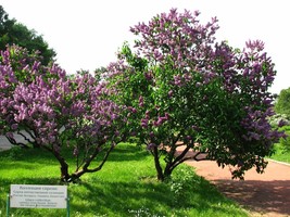 Common Lilac Tree Seeds Syringa Vulgaris 150 Seeds Fresh USA Fast Shipping - £9.93 GBP