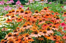 50 Adobe Orange Coneflower Echinacea Flowers Perennial Seeds  - £12.70 GBP