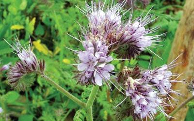 phacelia tanacetifolia seeds - 500 seeds - code 265 -fakeloti -lacy phacelia see Item image 3