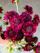 US Seller Scabiosa Atropurpurea Red New Fresh Seeds - £9.78 GBP