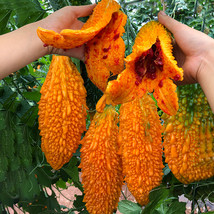 5 Packs Of Ripe Orange Bitter Melon Seeds Momordica Charantia Sweet Ampalaya Bit - £16.38 GBP