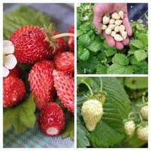 Strawberry package - 3 variety - 30+ seeds - V 127 - £3.94 GBP