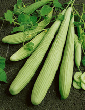 25 Snake Pale Armenian Cucumber Seeds Non-Gmo USA Garden - £4.34 GBP