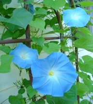 THJAR Morning Glory Winter Flowering indoor type seeds - £5.61 GBP