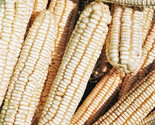 Silver King White Dent Corn Seeds Open Pollinated Flint Field Feed Silage  - £9.20 GBP